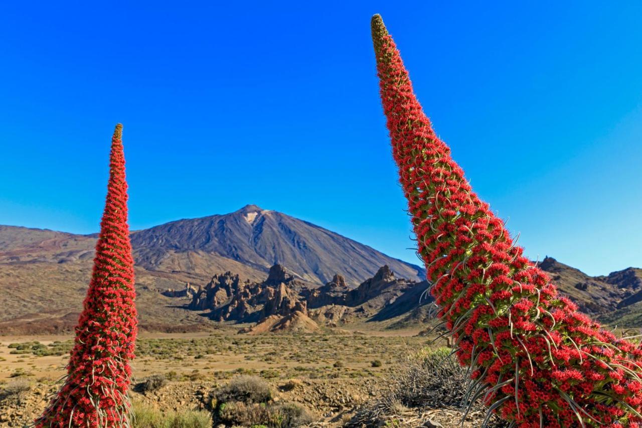شقة بويرتو ذي لا كروز  في Piscinas Del Teide المظهر الخارجي الصورة